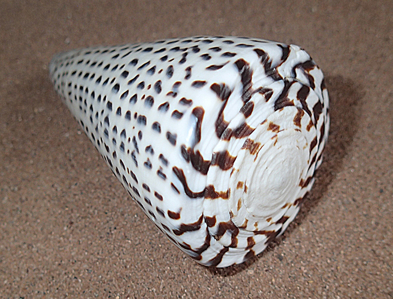 A leopard cone shell which is white with brown speckles.