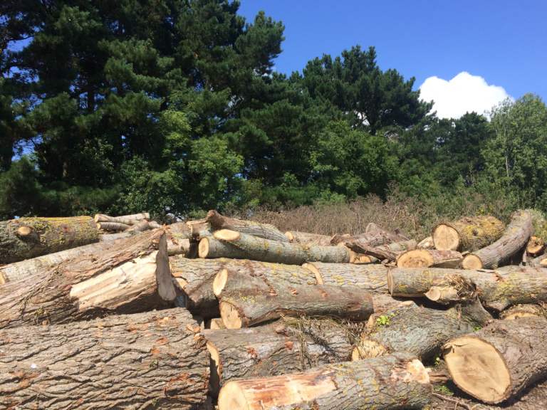 Deforestation - logs in the foreground from recently deforested trees while remaining woodland is in the background