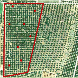 birds-eye view of field with section marked out in red. 8 red dots represent sampling points which are spaced out fairly randomly throughout the section