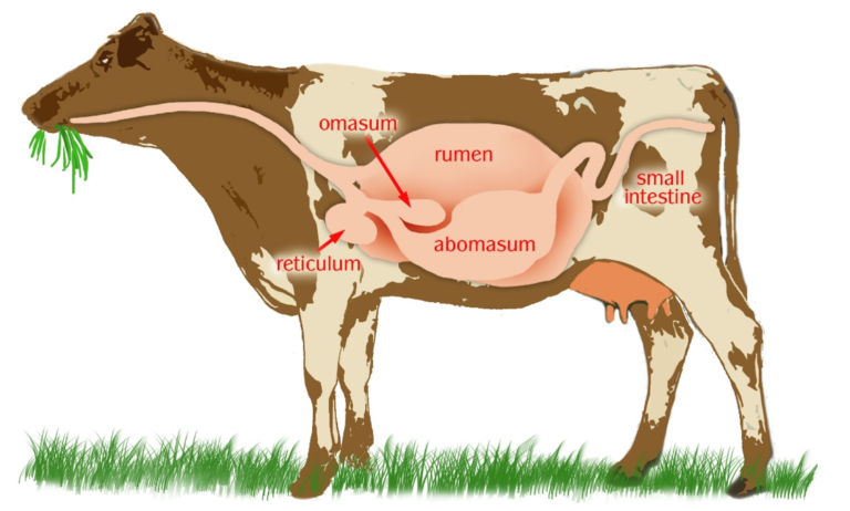 Cow illustration showing organs, labelling (front to end of the cow) the reticulum, omasum, rumen, abomasum and small intestine