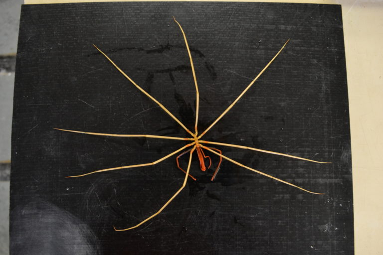 Tope down view of a Giant Sea Spider, with a small body and very long legs. This specimen had a leg span over 30 cm.