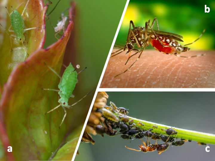 Pictures of insect symbioses: green aphid on a leaf, a mosquito feeding on a human finger and ants and blackflies on a flower stalk.