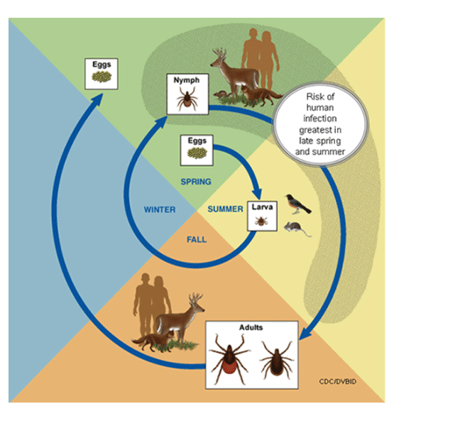 Biology, Habitats and Diseases of Ticks Image 1