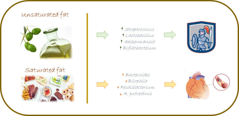 The different response of gut microbiota to the satured or unsatured fats.