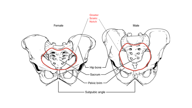 diagram showing the Greater Sciatic Notch and the differences between a typical male and female pelvis including wider hips, sacrum, pelvic brim and subpubic angle in females