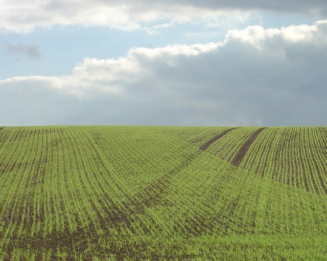 Crop field