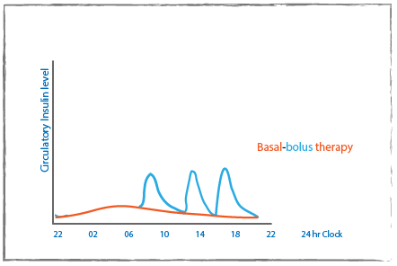 Basal-bolus therapy graph with circulatory insulin level on the y-axis and 24 hours on the x-axis. A red line shows the background level of insulin with a blue showing the peaks throughout the day.