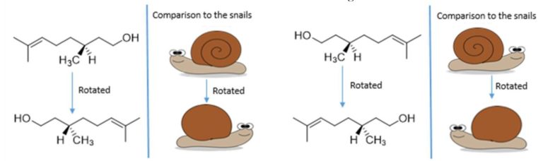 Final snails