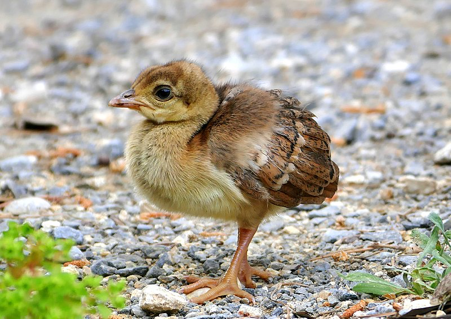 A baby peacock, which has brown fur and no colourful feathers.