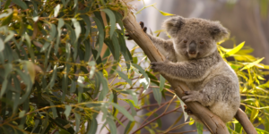 Koala bear sitting in a tree.