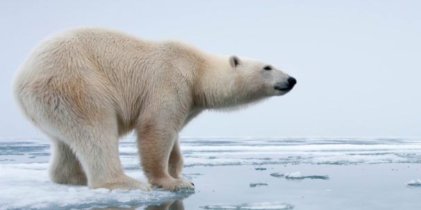 Изменение климата белый медведь
