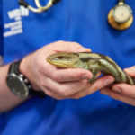 A lizard being held by someone in scrubs