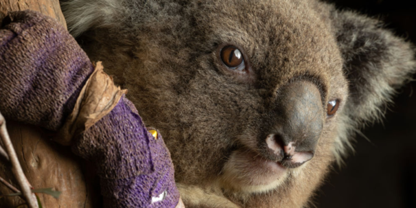 Saving Australia's endangered animals - FutureLearn