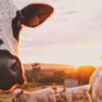 Livestock on a sustainable farm