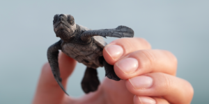 A baby turtle being held up in someones hand.