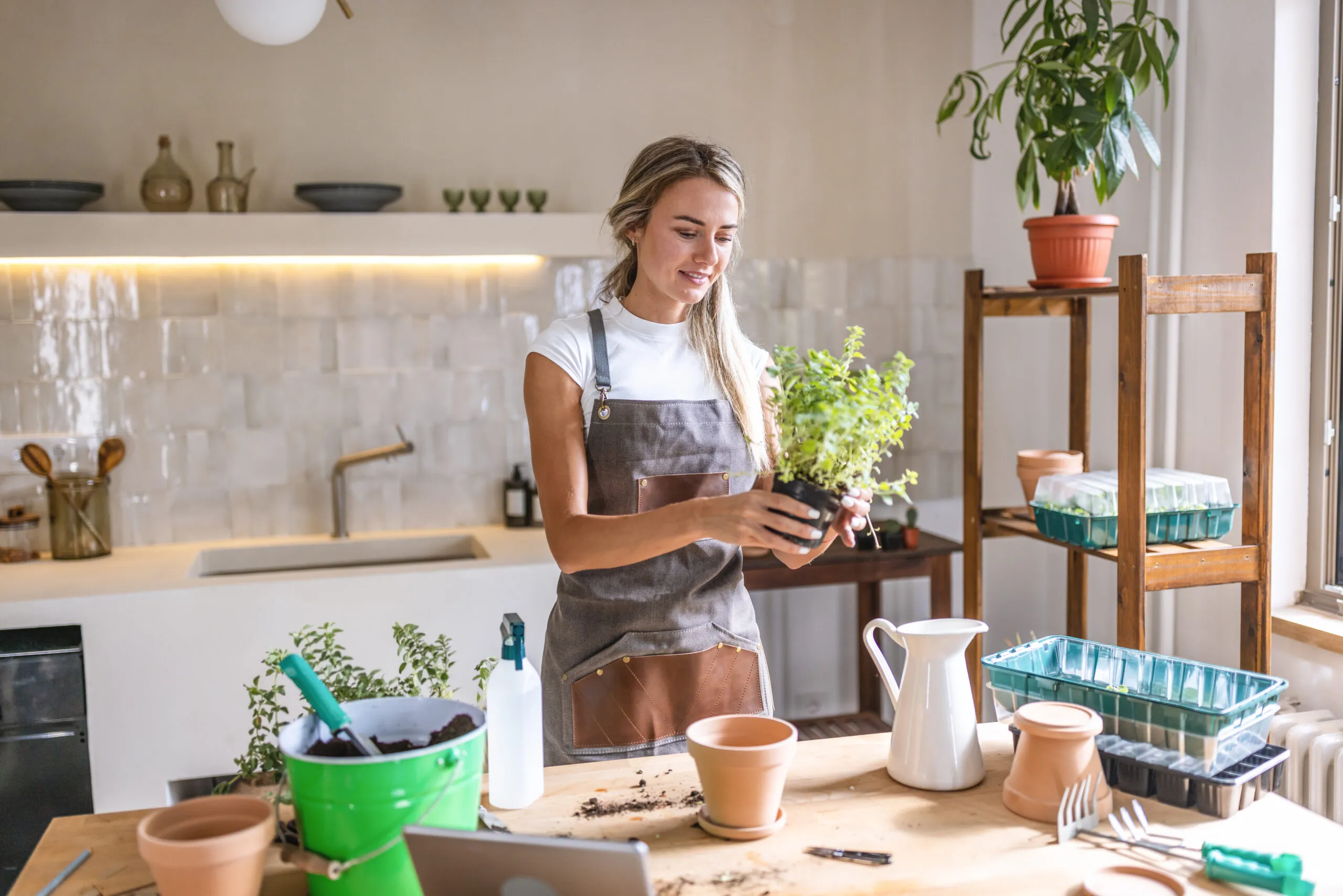 Individual potting plants in a kitchen.