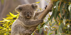 A Koala - One of Australia's Unique Animals