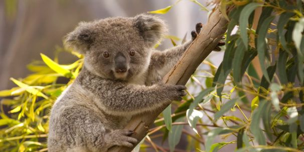 The unique animals of Australia and where to spot them - Futurelearn